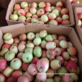 New Crop China Fresh Sweet Gala Apple